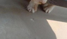 有网友爆料小猫咪视频吗,萌态可掬的小猫咪视频走红网络